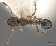 Image de Myrmica transsibirica Radchenko 1994