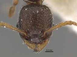 Image de Myrmica transsibirica Radchenko 1994