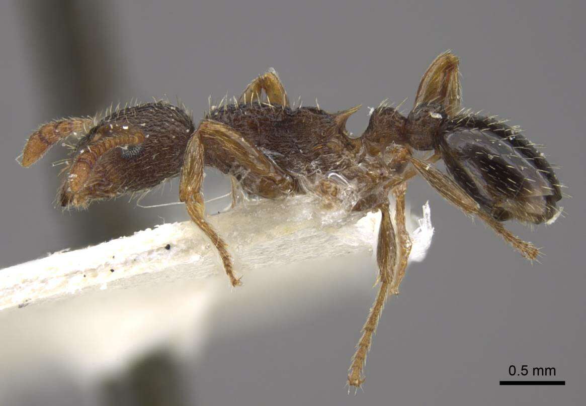 Image de Myrmica transsibirica Radchenko 1994