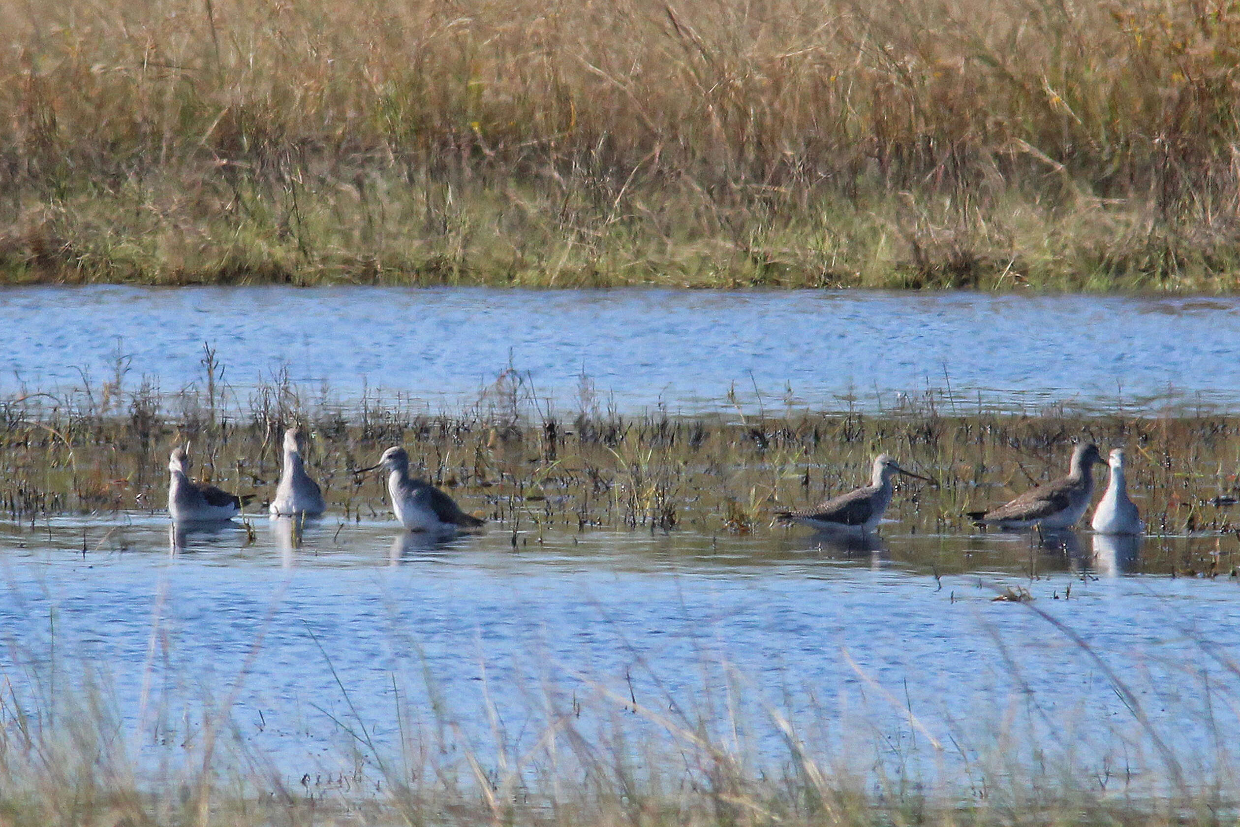 Image of Greater Yellowlegs