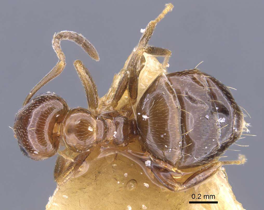 Image of Formicinae