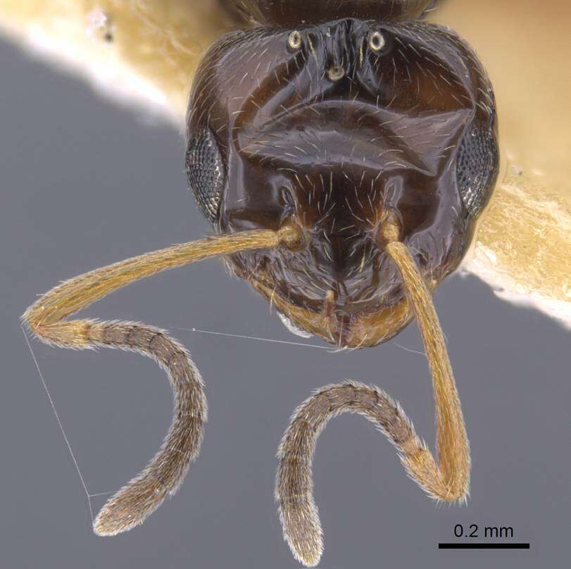 Image of Formicinae