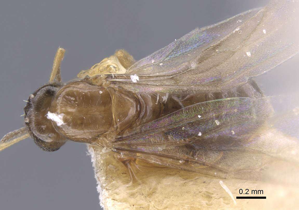 Image of Formicinae