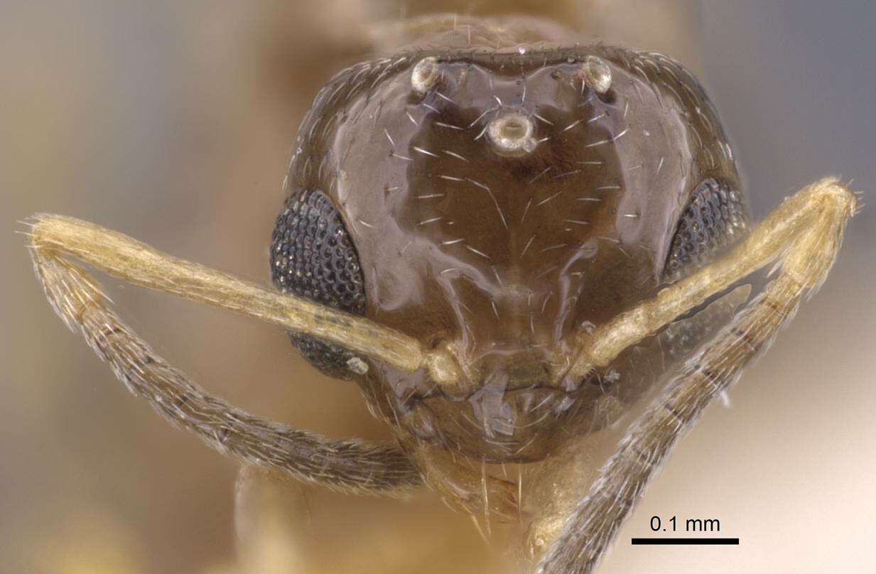 Image of Formicinae