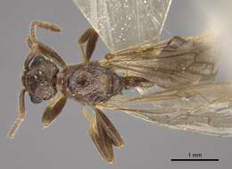 Image de Myrmica transsibirica Radchenko 1994