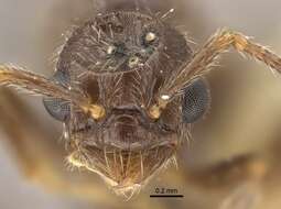 Image de Myrmica transsibirica Radchenko 1994