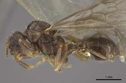 Image de Myrmica transsibirica Radchenko 1994