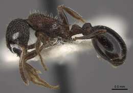 Image of Myrmica kasczenkoi Ruzsky 1905