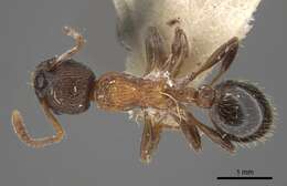 Imagem de Myrmica displicentia Bolton 1995