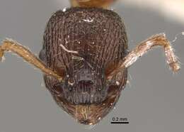 Imagem de Myrmica displicentia Bolton 1995