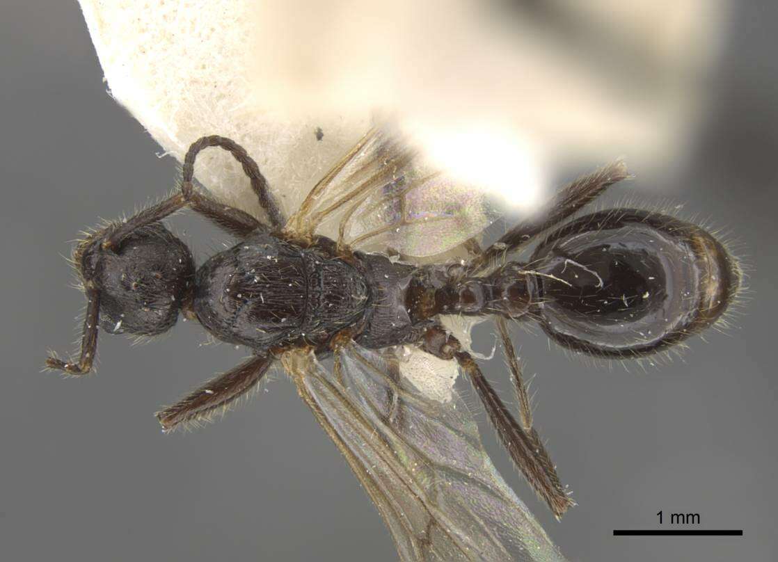 Imagem de Myrmica displicentia Bolton 1995