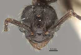 Imagem de Myrmica displicentia Bolton 1995