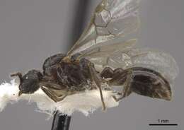 Imagem de Myrmica displicentia Bolton 1995