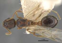 Imagem de Myrmica displicentia Bolton 1995