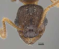 Imagem de Myrmica displicentia Bolton 1995