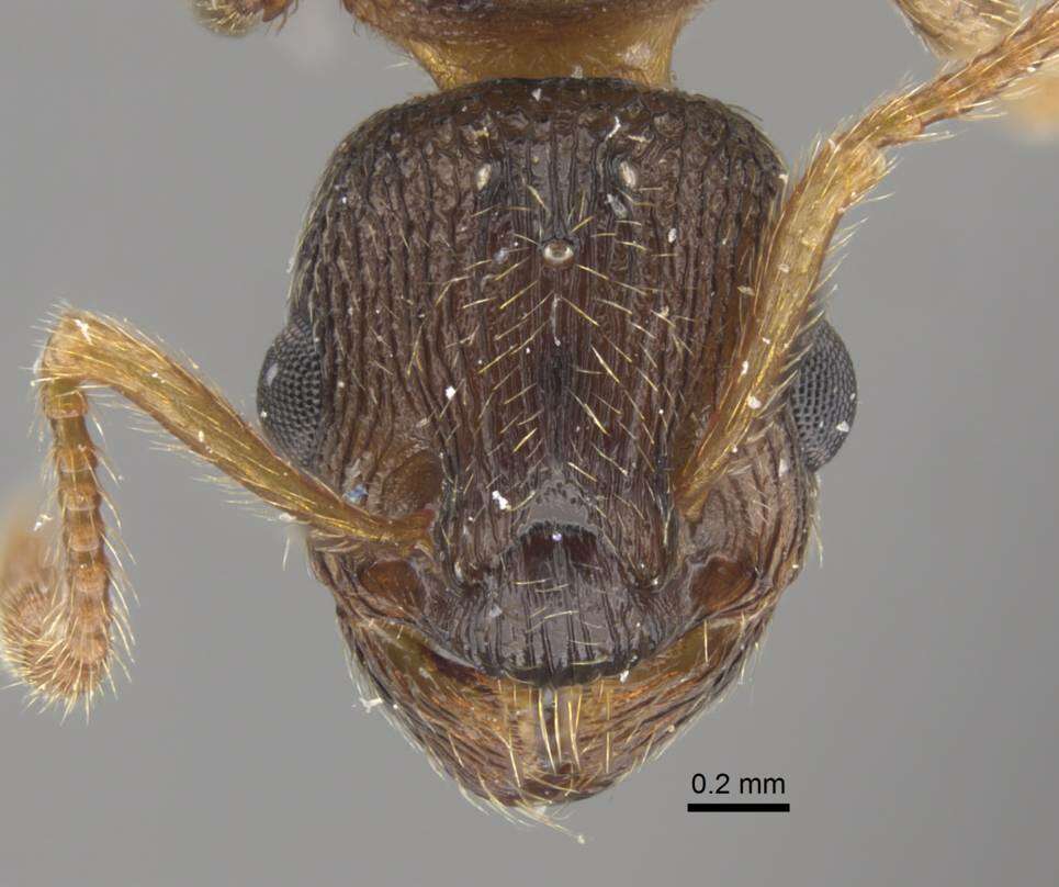 Imagem de Myrmica displicentia Bolton 1995