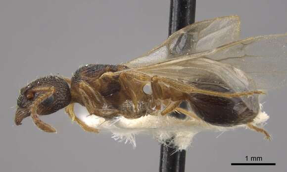 Imagem de Myrmica displicentia Bolton 1995