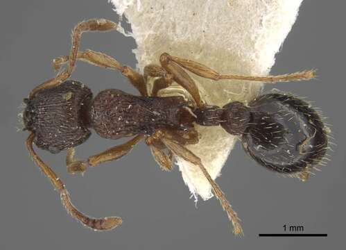 Myrmica kamtschatica Kupyanskaya 1986的圖片