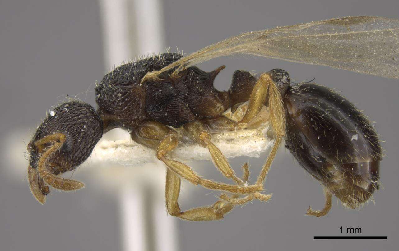 Plancia ëd Myrmica kamtschatica Kupyanskaya 1986