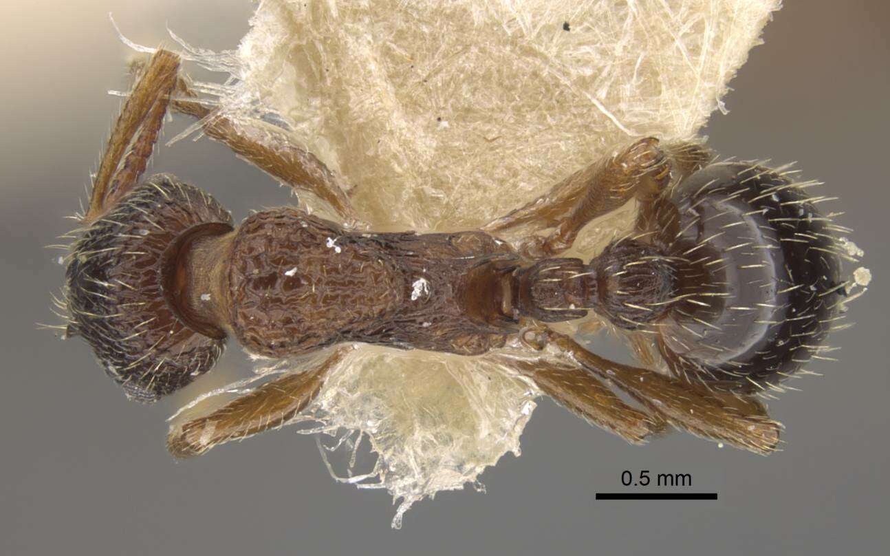 Plancia ëd Myrmica kamtschatica Kupyanskaya 1986