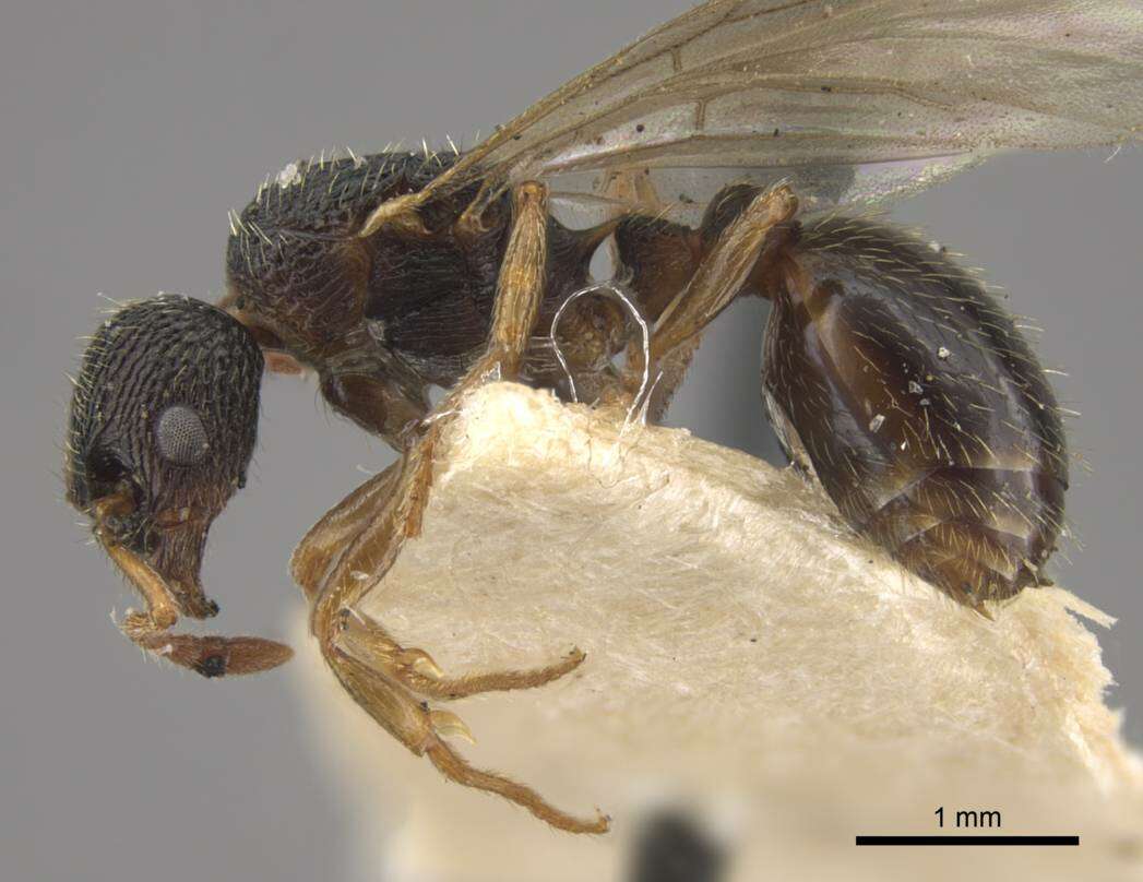 Plancia ëd Myrmica kamtschatica Kupyanskaya 1986