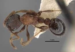 Image of Myrmica sulcinodis Nylander 1846