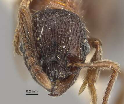 Image of Myrmica sulcinodis Nylander 1846