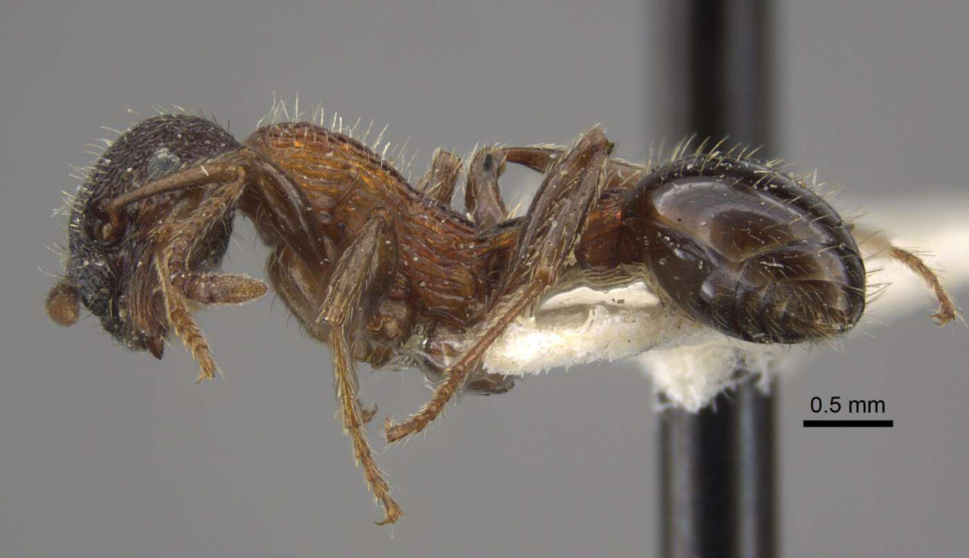 Image of Myrmica sulcinodis Nylander 1846