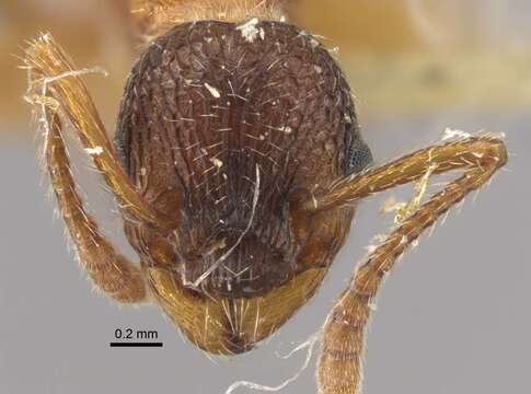 Image of Myrmica