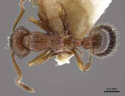 Image of <i>Myrmica cagnianti</i>