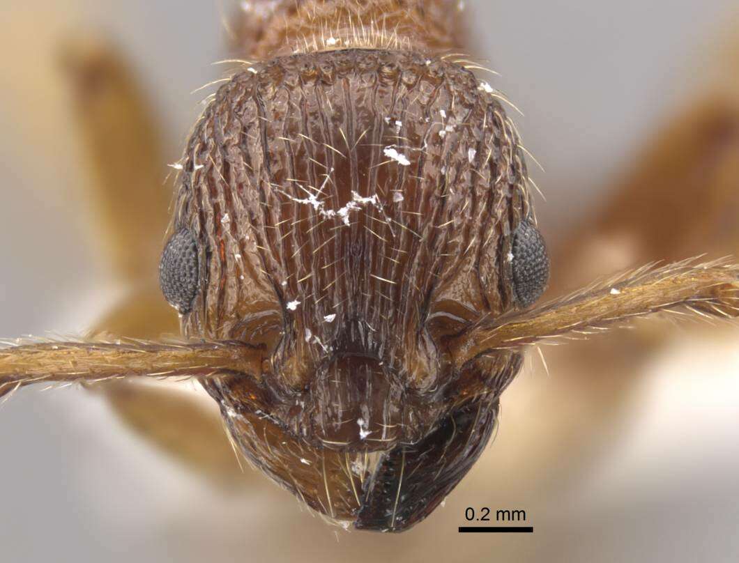 Image of <i>Myrmica cagnianti</i>