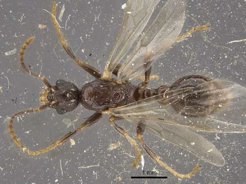 Image of Myrmica hirsuta Elmes 1978