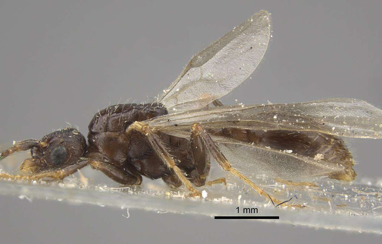 Image of Myrmica hirsuta Elmes 1978