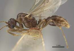 Image of Myrmica salina Ruzsky 1905