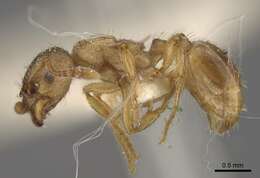 Image of Myrmica arnoldii Dlussky 1963