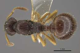 Image of Myrmica arnoldii Dlussky 1963