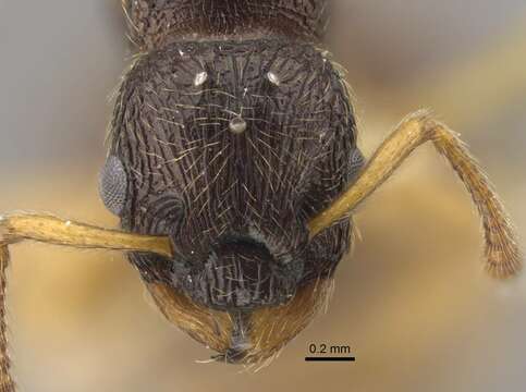 Image of Myrmica arnoldii Dlussky 1963