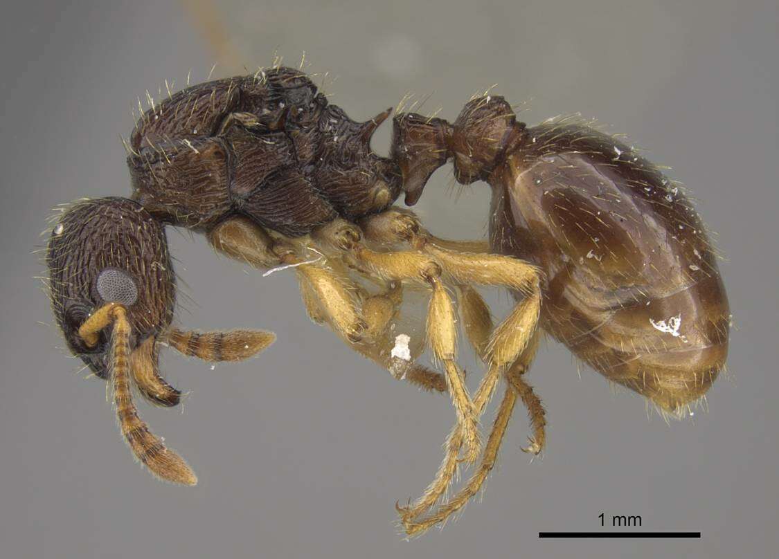 Image of Myrmica arnoldii Dlussky 1963