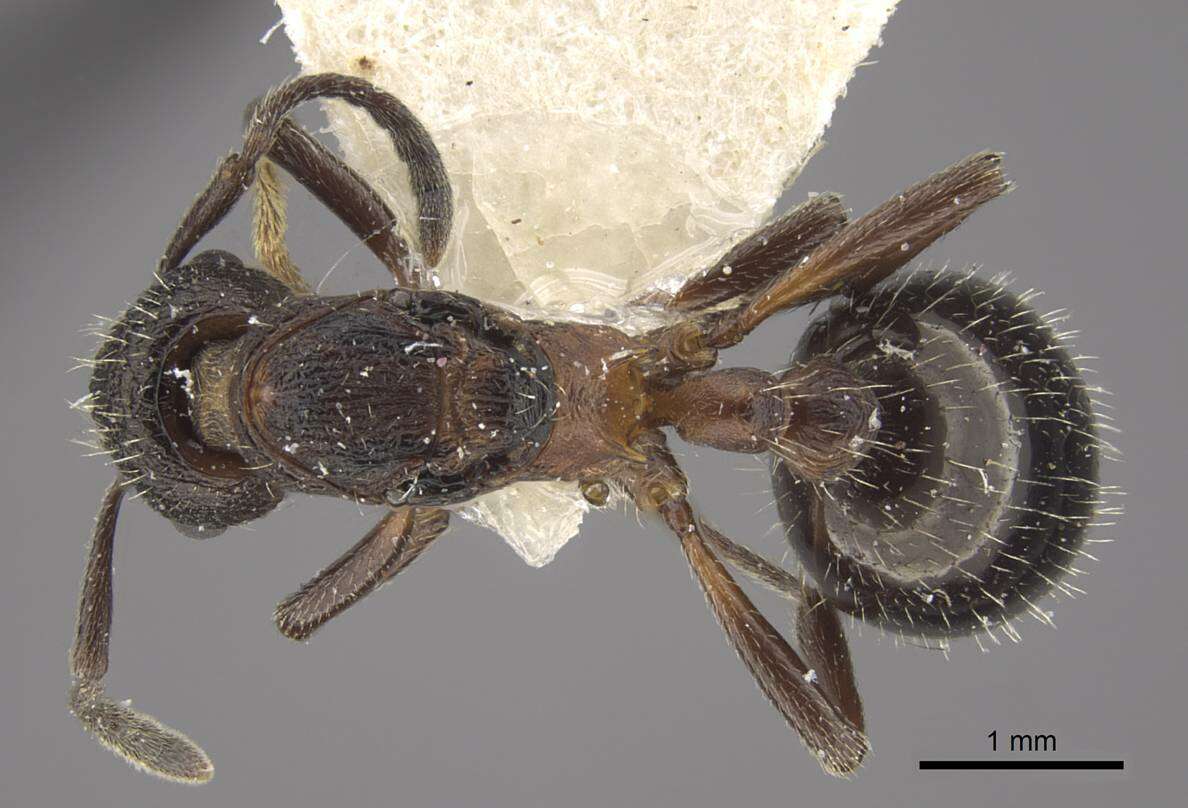 Plancia ëd Myrmica kurokii Forel 1907