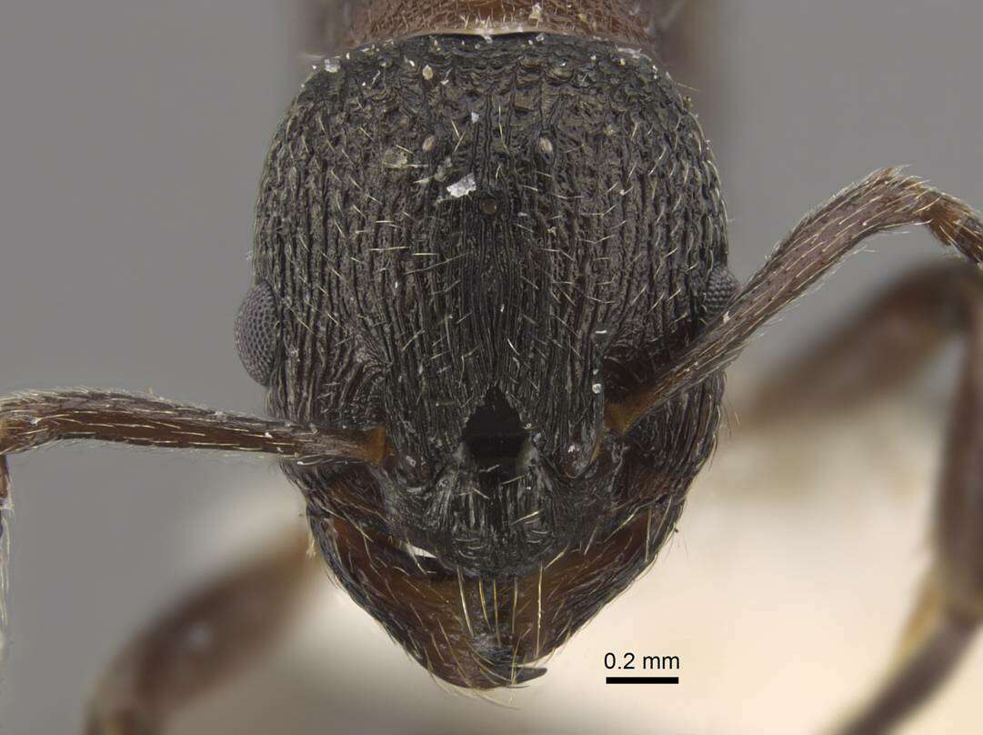 Plancia ëd Myrmica kurokii Forel 1907