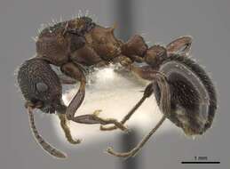 Imagem de Myrmica kurokii Forel 1907