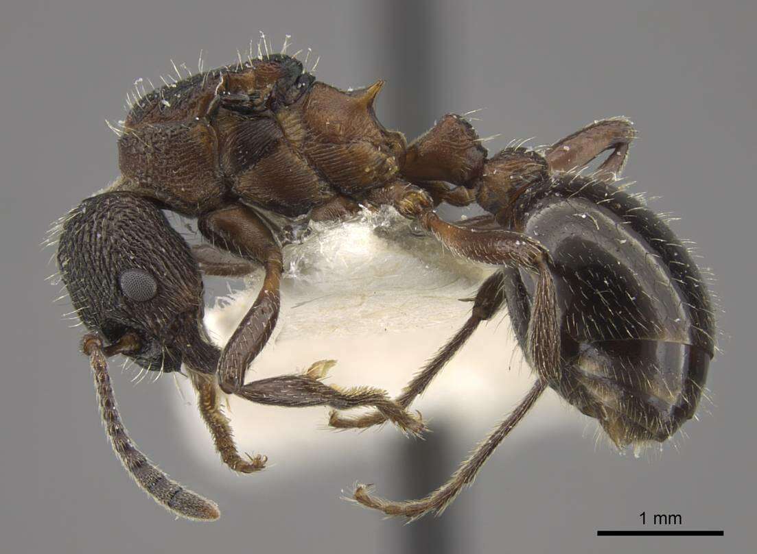 Plancia ëd Myrmica kurokii Forel 1907