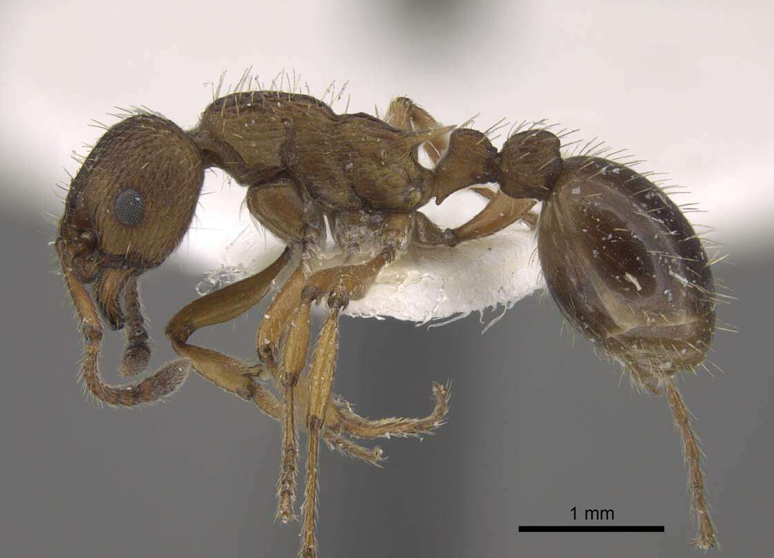 Image of Myrmica salina Ruzsky 1905