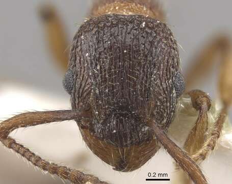 Image of Myrmica jennyae