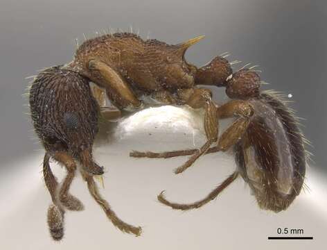 Image of Myrmica jennyae