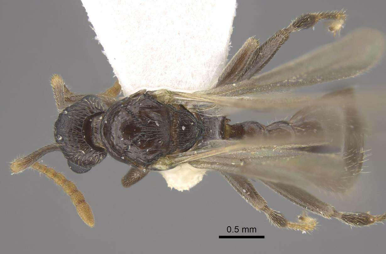 Image of Myrmica jennyae