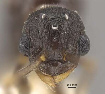 Image of Myrmica jennyae