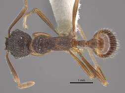 Plancia ëd <i>Myrmica curiosa</i>