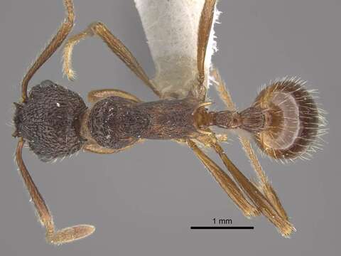 Image of <i>Myrmica curiosa</i>