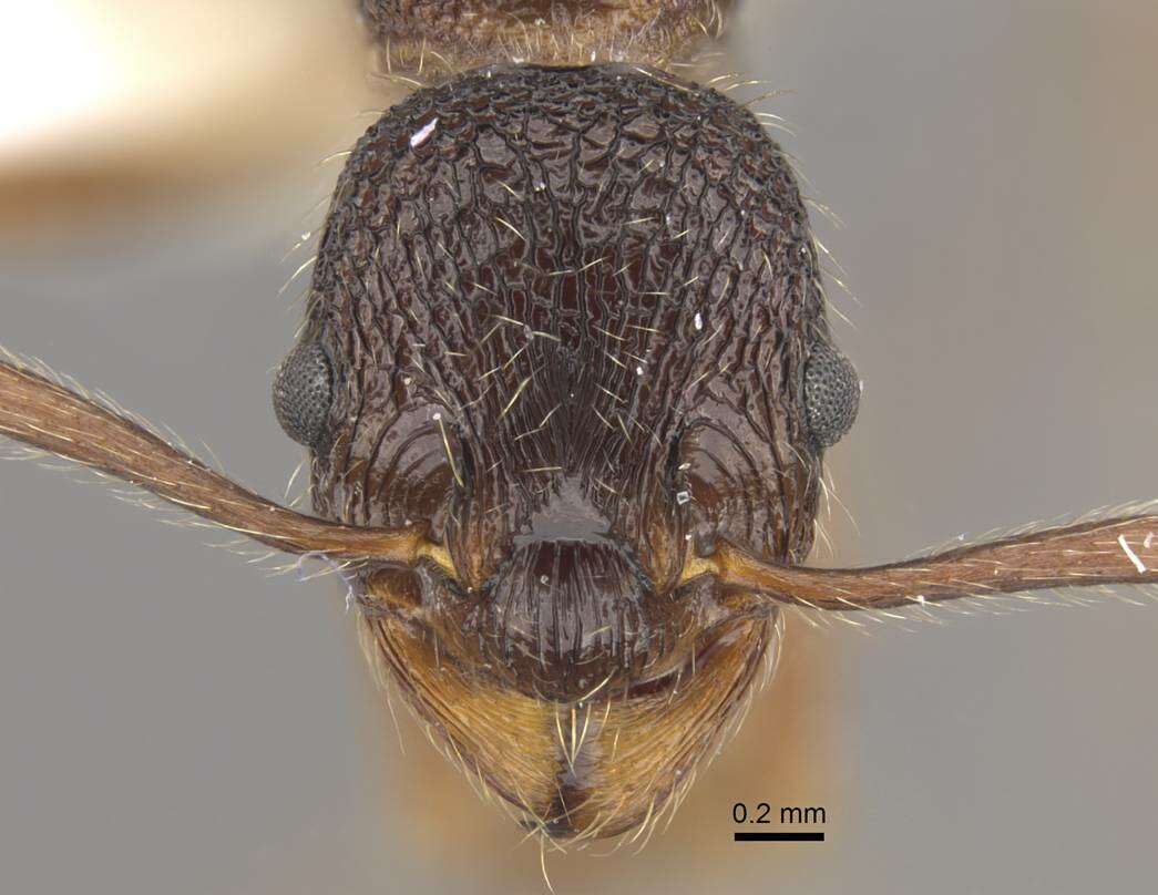 Plancia ëd <i>Myrmica curiosa</i>